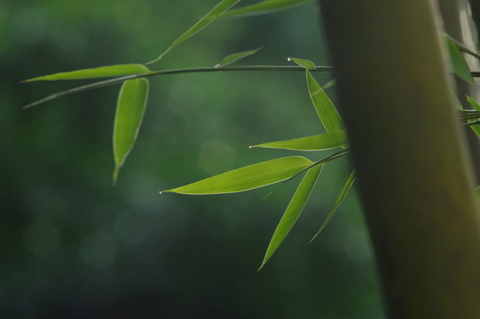 竹子