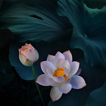 格調(diào)荷花