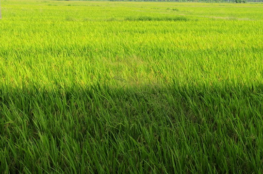 收割稻田