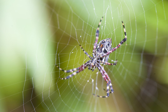 微距摄影超漂亮稀有昆虫 蜘蛛