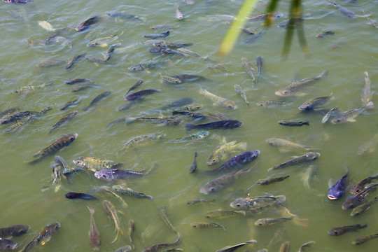 羅非魚