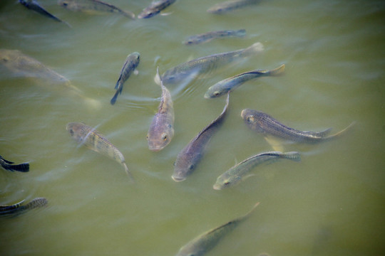 福壽魚