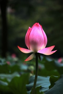 含苞欲放的荷花