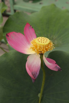 荷花 果實