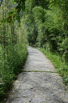 竹林