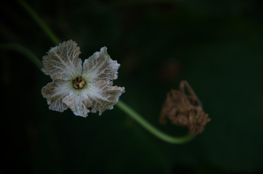 冬瓜花