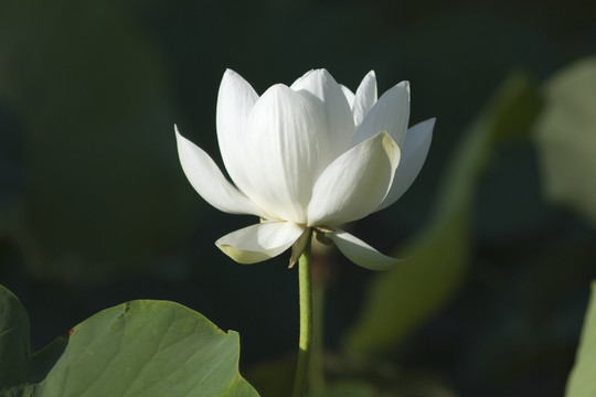 白色荷花