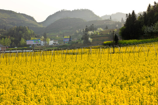 敘永縣麻城鄉(xiāng)新農(nóng)村苗圃油菜花
