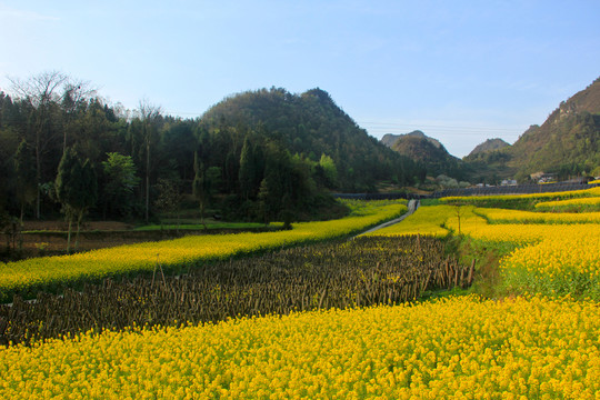 敘永縣麻城鄉(xiāng)新農(nóng)村苗圃油菜花