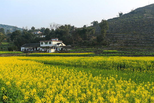 敘永落卜草壩村農(nóng)舍民居油菜花