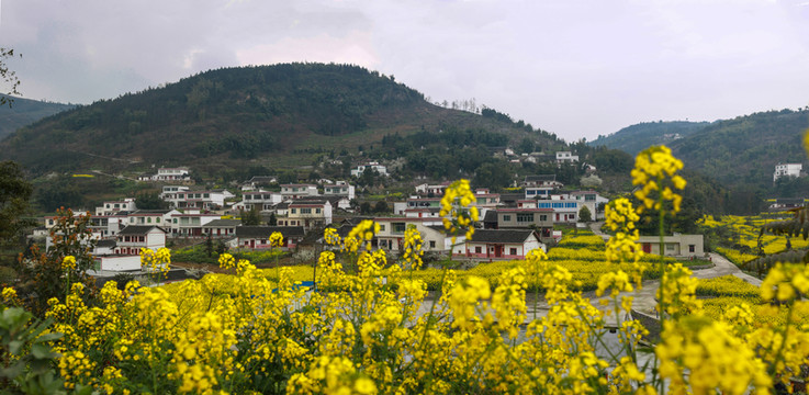 敘永縣落卜鎮(zhèn)硐坪油菜花接片大圖