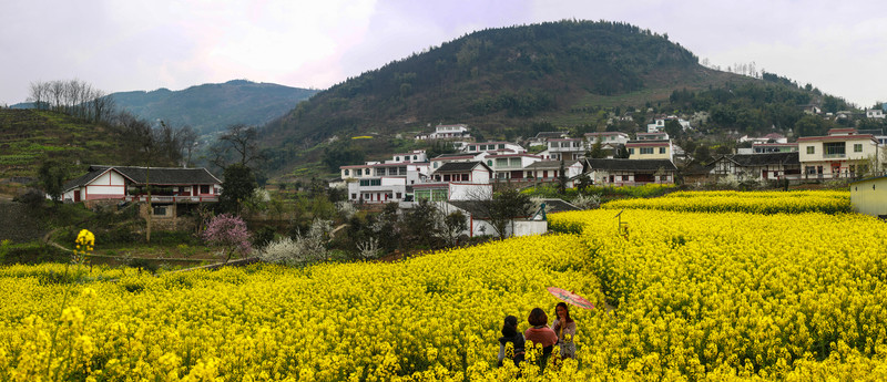 敘永縣落卜鎮(zhèn)硐坪油菜花接片大圖
