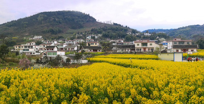 敘永縣落卜鎮(zhèn)硐坪油菜花接片大圖