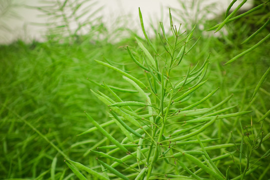 油菜