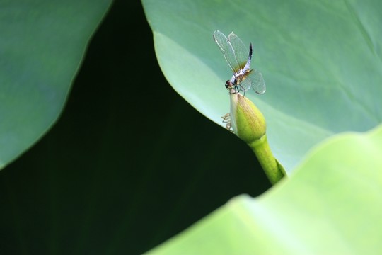 蜻蜓