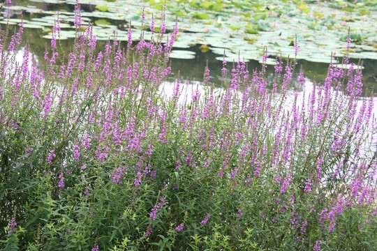 花卉 鮮花