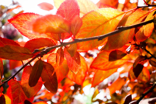 紅葉