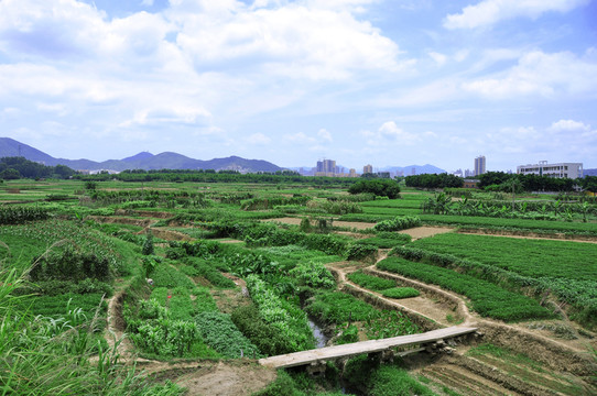 充滿生機(jī)的田野