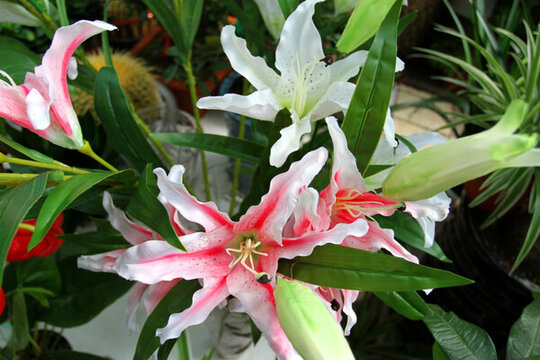 百合 百合花