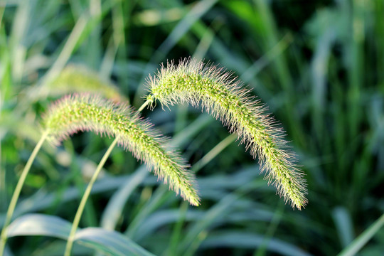 狗尾巴草