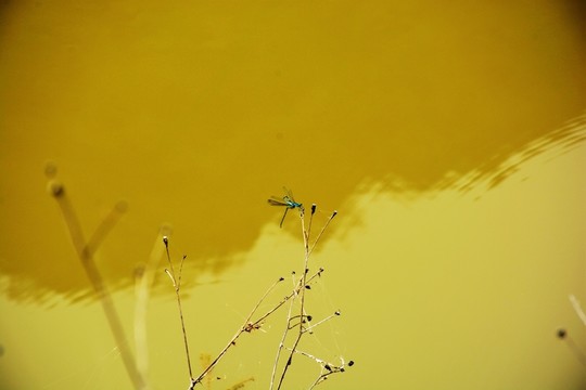 蜻蜓交配
