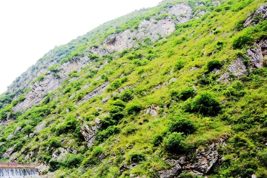 大山植被