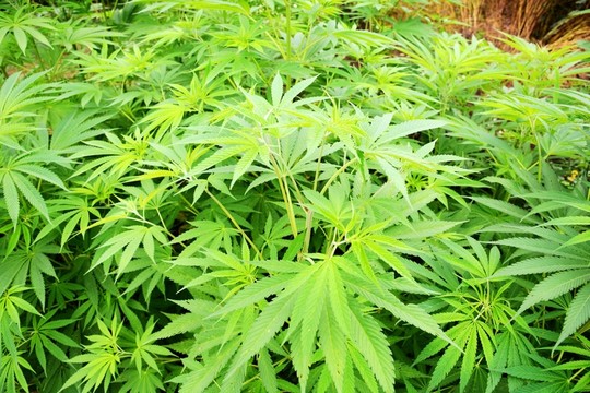 火麻子