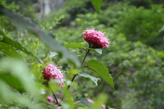 花素材