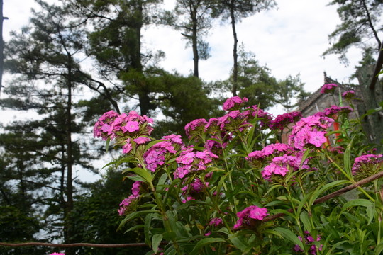 花卉