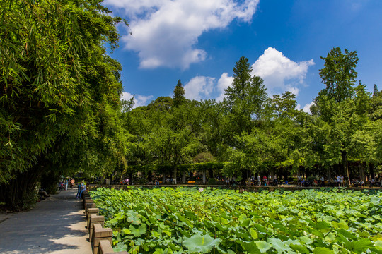 四川大學(xué)