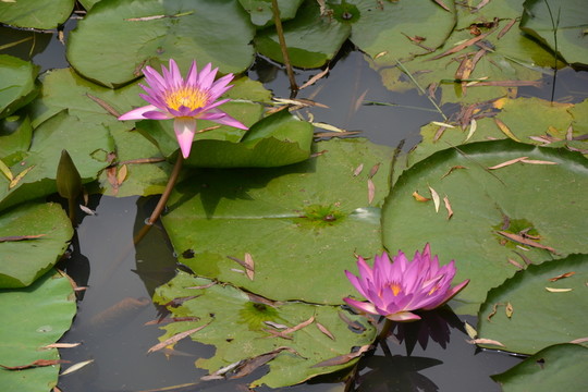 荷花