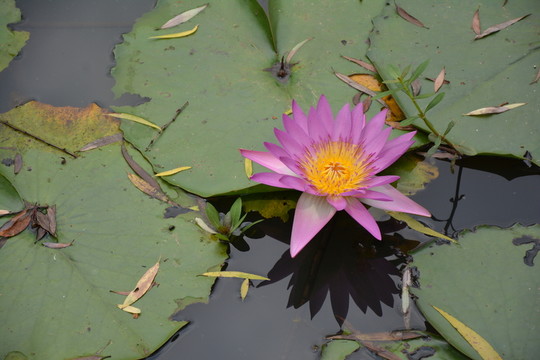 荷花