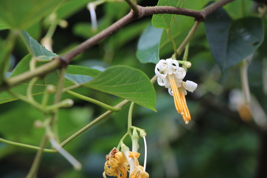 燈籠花