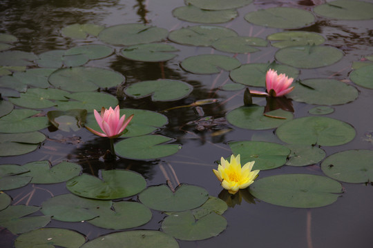 睡蓮子午蓮粉色睡蓮矮睡蓮花卉