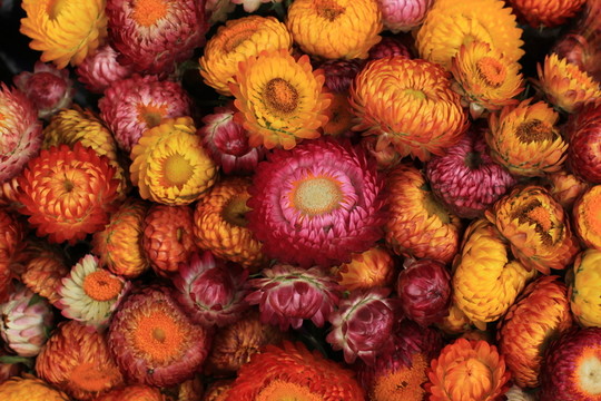 菊花壽客金英黃華秋菊陶菊花卉