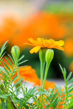 萬壽菊臭芙蓉萬壽燈蜂窩菊蝎子菊