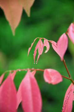 樹葉