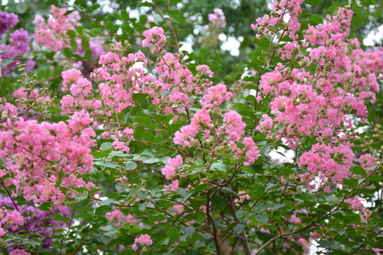 紫色花