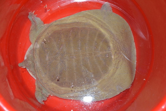 水魚