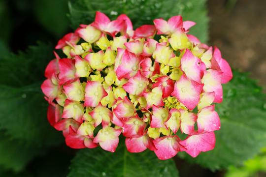 繡球花