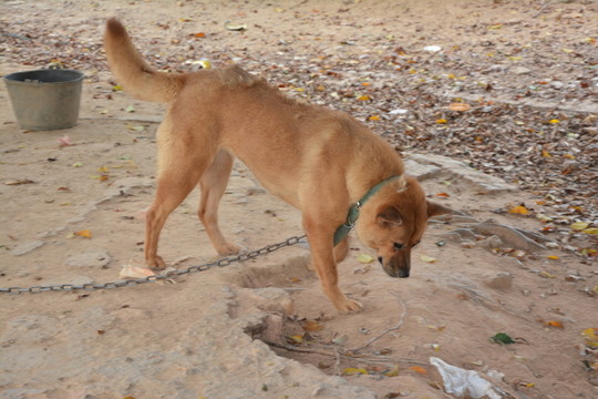 狗