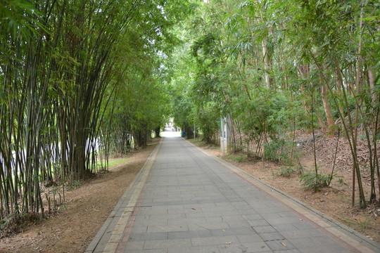 樹林