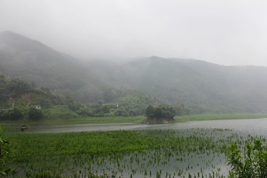雨后田野