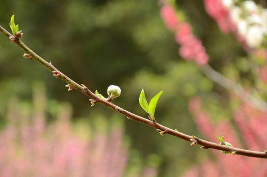 桃花