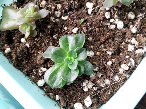 多肉植物