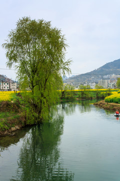 古藺雙沙小河油菜花柳樹(shù)畫(huà)里鄉(xiāng)村