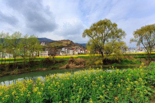 古藺雙沙小河油菜花柳樹畫里鄉(xiāng)村