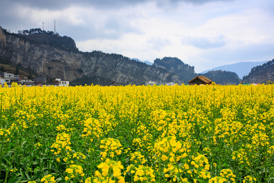 四川古藺雙沙萬畝油菜花柳樹