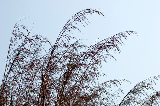 芭茅草