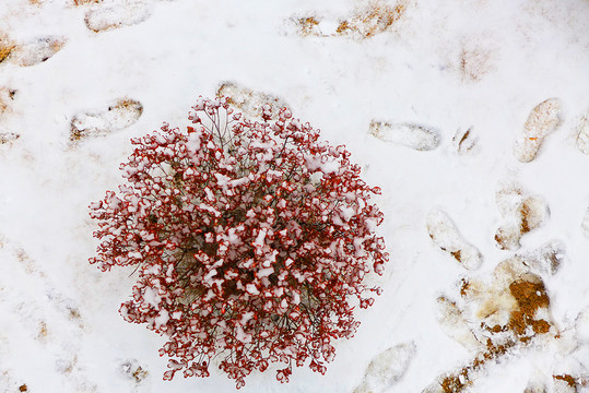 映雪紅